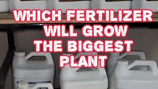 3 fertilizers ill be comparing FOOP CURRENT CULTURE H20 AND KING SOLOMAN [upl. by Lashond200]