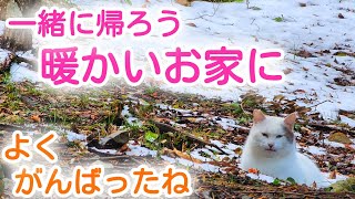 一緒に帰ろう暖かいお家に【捨て猫保護】【後編】 [upl. by Shela]