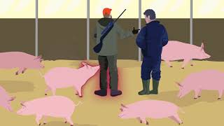 African Swine Fever how to stay one step ahead [upl. by Renate]