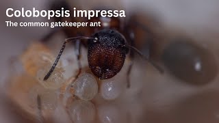 Founding Colobopsis impressa colony feeding video [upl. by Ajiram]