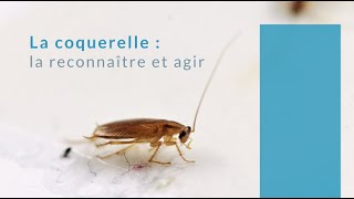 COQUERELLES Reconnaitre et agir [upl. by Botti]