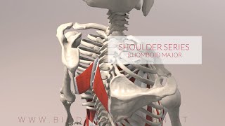 Rhomboid Major Shoulder Series Part 2 3D Animation [upl. by Aydan277]