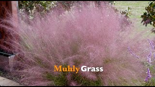 Muhly Grass [upl. by Fafa733]