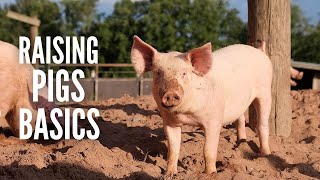 Pig farming 101 15 Things You Need to Know about Raising Pigs [upl. by Lledraw]