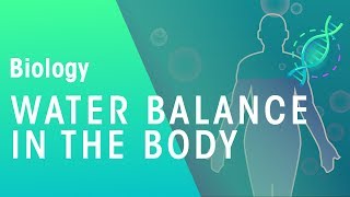 Water balance in the body  Physiology  Biology  FuseSchool [upl. by Harias]