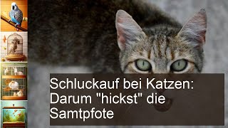 Katze Schluckauf erkennen und behandeln [upl. by Aerdno317]