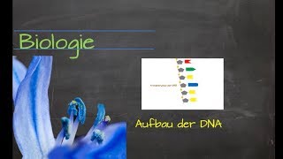 Aufbau der DNA [upl. by Margeaux]