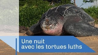 Les géantes de Yalimapo  Reportage CNRS [upl. by Llevaj]