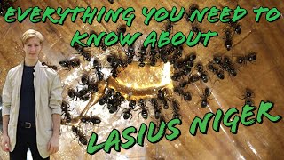 Everything you need to know about Lasius Niger  MyLivingWorlds Ants [upl. by Artapoelc]