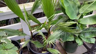 Washingtonia robusta vs filifera [upl. by Millur]