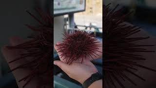 Red Sea Urchin Spines and Pedicellariae  Telonicher Marine Lab seaurchin uni echinodermata [upl. by Cross]