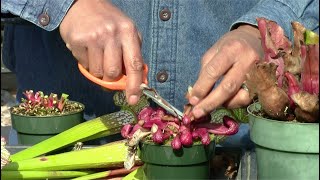 Trimming Sarracenia in Late Winter [upl. by Kaya]