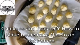 Chickens and Rats DIY How to Make Homemade NonToxic Rat Poison [upl. by Ansela]