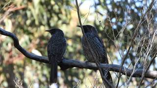 Wattlebird calling mate unimpressed [upl. by Brieta]