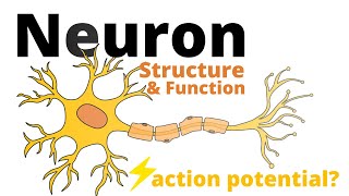 Structure and Function of a Neuron [upl. by Enihpets79]