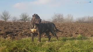 Presa Canario  life with the breed [upl. by Atrahc78]