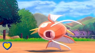 HOW TO GET Magikarp in Pokémon Sword and Shield [upl. by Arinay332]