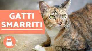 I gatti smarriti tornano sempre a casa [upl. by Duff]