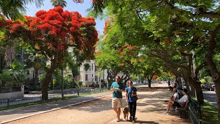 A walk around Downtown Tel Aviv Israel [upl. by Ecinwahs223]