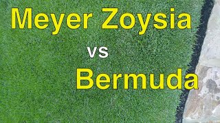 ZOYSIA Grass vs BERMUDA Grass COMPARISON [upl. by Aliuqaj]