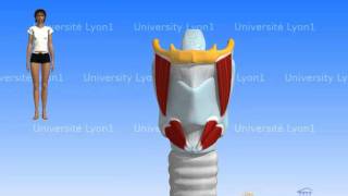 Le larynx  Localisation [upl. by Nonnek]