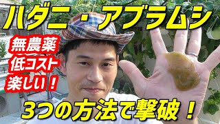 【無農薬】100均のアレを使ってハダニ・アブラムシをごっそり駆除する方法を開発しました。 [upl. by Vtehsta349]