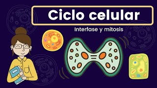 Ciclo celular interfase y mitosis [upl. by Jimmie740]