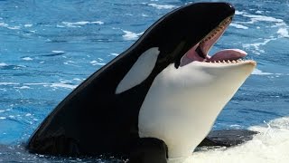 National Geographic Documentary  Orcinus Orca  Wildlife Animal [upl. by Vinay]