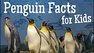 Penguin Facts for Kids [upl. by Atilek281]