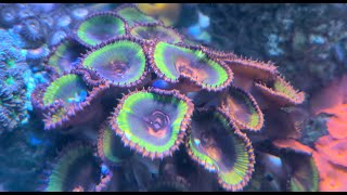 Coral Spotlight  Palythoa Grandis [upl. by Coady]