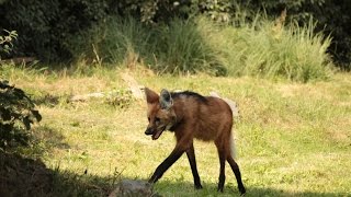 Manenwolf  Loup à crinière  Maned Wolf  Monde Sauvage Aywaille [upl. by Ennirok]