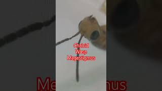 CHALCID WASP Megastigmus Under Microscope Kyiv Ukraine 22052024 НАЕЗДНИК ПОД МИКРОСКОПОМ [upl. by Ahsena]