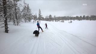 Mad TjurCapercaillieWood Grouse attacks skiing kids in Norway [upl. by Nosoj]