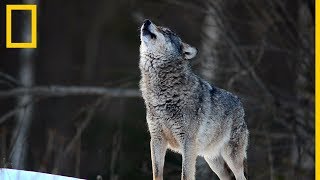 Lobos 101  National Geographic en Español [upl. by Joiner236]