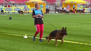 Germany Sieger show 2023 Open Male class Stock hair male [upl. by Bonnee]