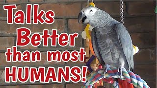 Einstein Parrot can talk better than most humans [upl. by Eiroj53]