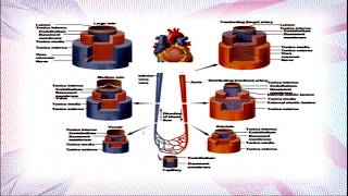 Good Vibrations — The Role of Microvascular Vasomotion in Healthy Tissue Perfusion and Drainage [upl. by Sayer284]