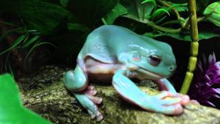 Whites Tree Frog Shedding [upl. by Sedruol383]