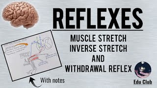 Reflexes  Muscle Stretch Inverse Stretch and Withdrawl Reflexes [upl. by Metcalf]