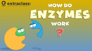 How do enzymes work  Biology  Extraclasscom [upl. by Arahahs]