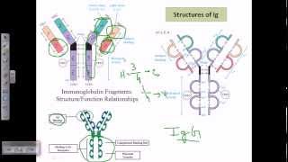 Antibody structure [upl. by Nylhsa491]