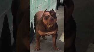 Malbec is the best XL on the planet bullybreed bullynation shortsvideo viralshort youtube [upl. by Neerak]