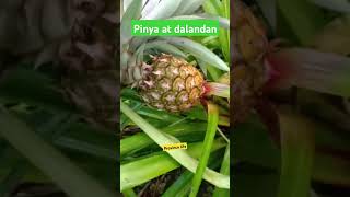 Pinya at dalandan youtubeshorts backyardfarming pineapple greenoranges [upl. by Ause609]