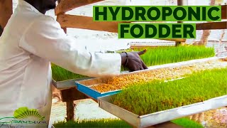 The ‘step by step’ of how to grow hydroponic barleywheat fodder in Africa [upl. by Ybroc]