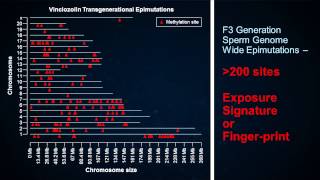 Ancestral ghosts in your genome  Michael Skinner  TEDxRainier [upl. by Adaline527]