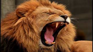 lion sound effect [upl. by Baerman]