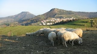 La Sardegna dei pastori il paesaggio della longevità [upl. by Balbinder]