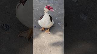 Cairina Moschata  Muscovy Duck  Barbary Duck  Entok  Mentok  Itik Serati  Itik Manila [upl. by Atsok614]