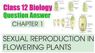 Chapter 1  Sexual Reproduction in Flowering Plants Question Answer  Class 12 NCERT Biology [upl. by Opiak972]