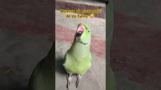 Mummy ek glass pani de do 🥰🦜😂shorts mummy monkey parrot cutepets funnyparrot animals nature [upl. by Yebba620]